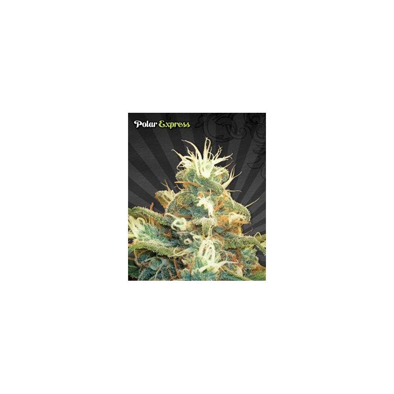 Polar Express Autofloreciente Feminizada de Auto Seeds