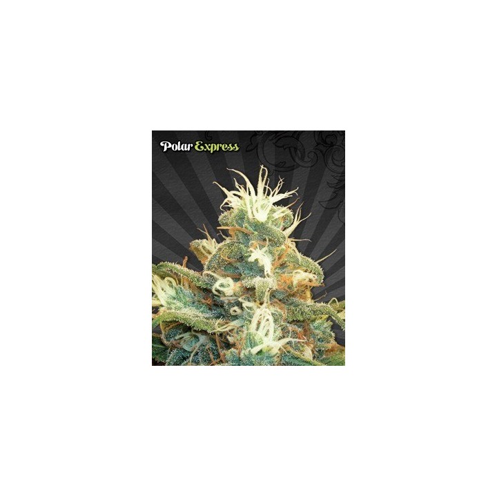 Polar Express Autofloreciente Feminizada de Auto Seeds