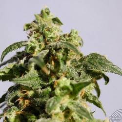 Power Skunk Feminizada de Kannabia Seeds