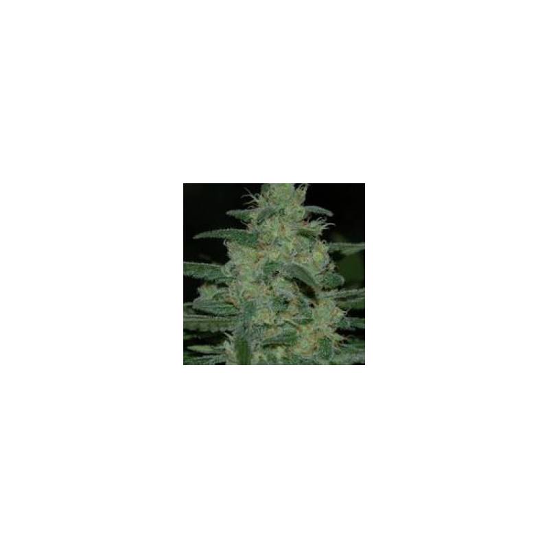 Pure Kush Feminizada de Original Sensible Pure Kush Feminizada de Original Sensible
