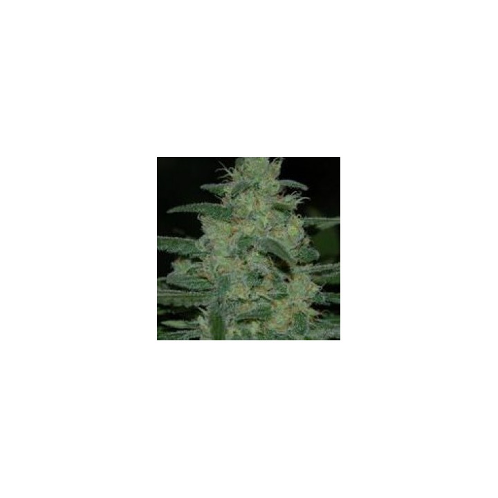 Pure Kush Feminizada de Original Sensible