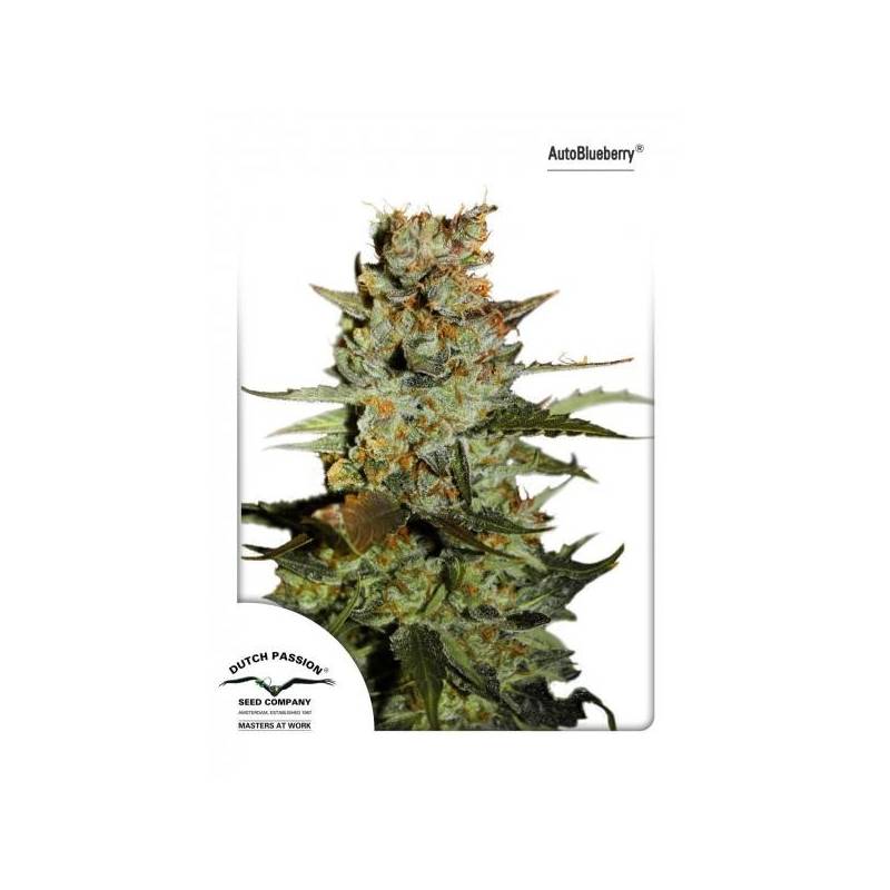 Blueberry Autofloreciente Feminizada de Dutch Passion Blueberry Autofloreciente Feminizada de Dutch Passion