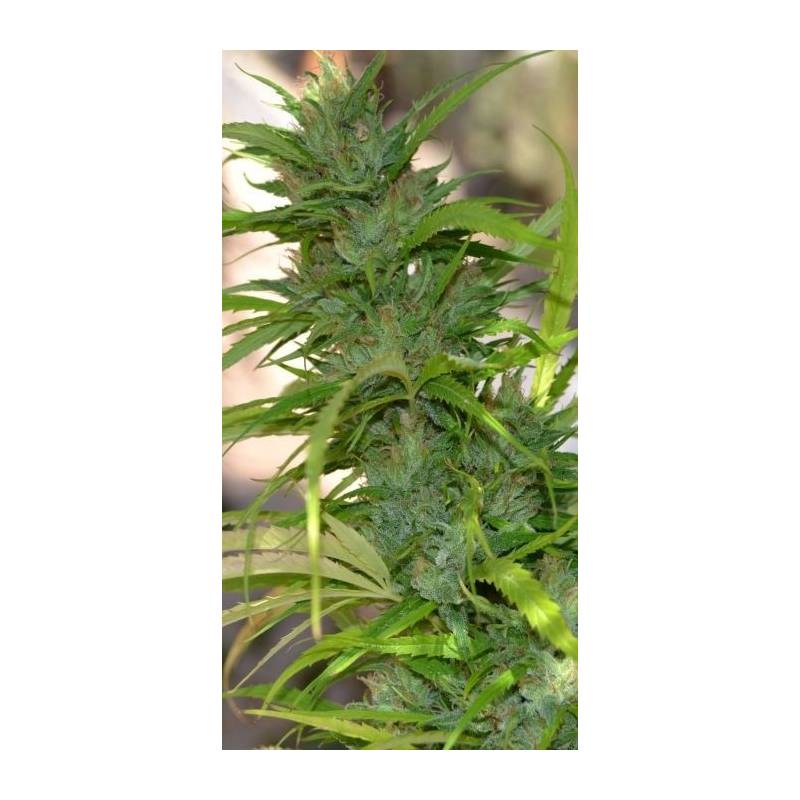 Queen Mother Feminizada de Original Delicatessen Queen Mother Feminizada de Original Delicatessen