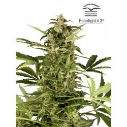 Polarlight 3 Autofloreciente Feminizada de Dutch Passion