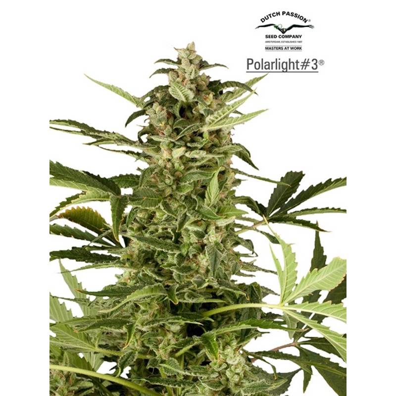Polarlight 3 Autofloreciente Feminizada de Dutch Passion