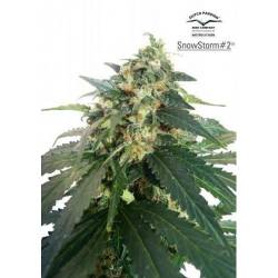 Snowstorm 2 Autofloreciente Feminizada de Dutch Passion