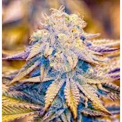 Reclining Buddha Regular de Soma Seeds