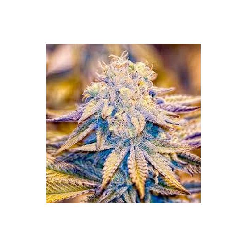 Reclining Buddha Regular de Soma Seeds