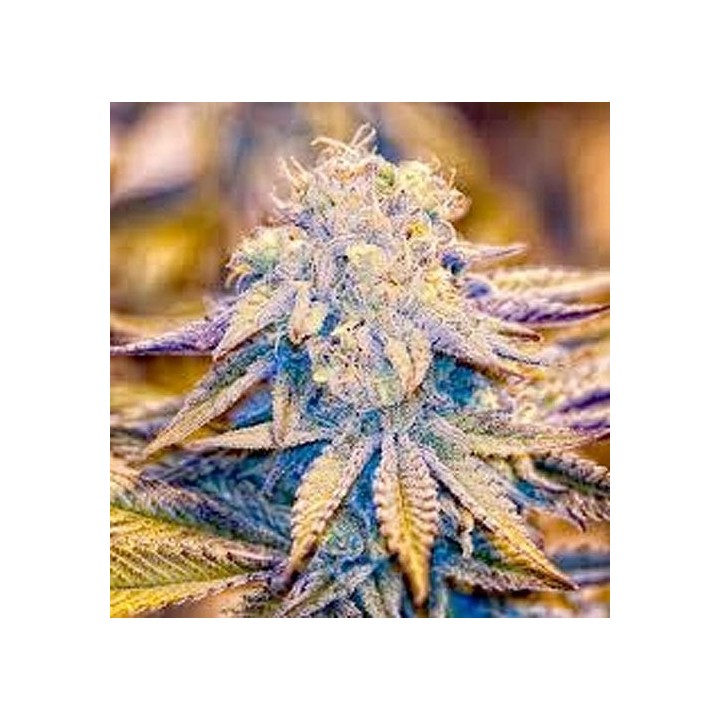 Reclining Buddha Regular de Soma Seeds