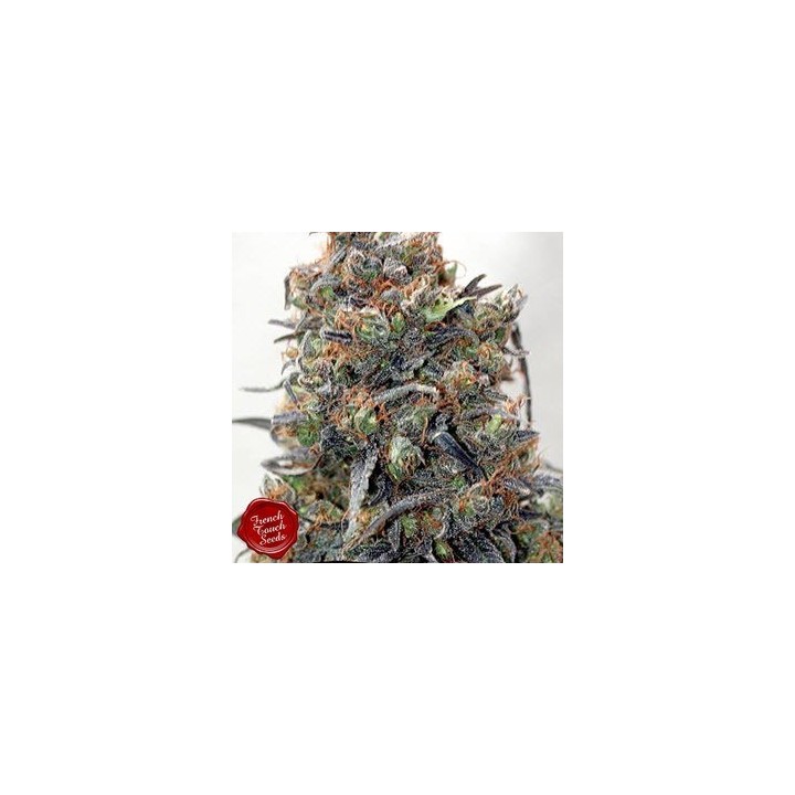 Renaissance Regular de French Touch Seeds