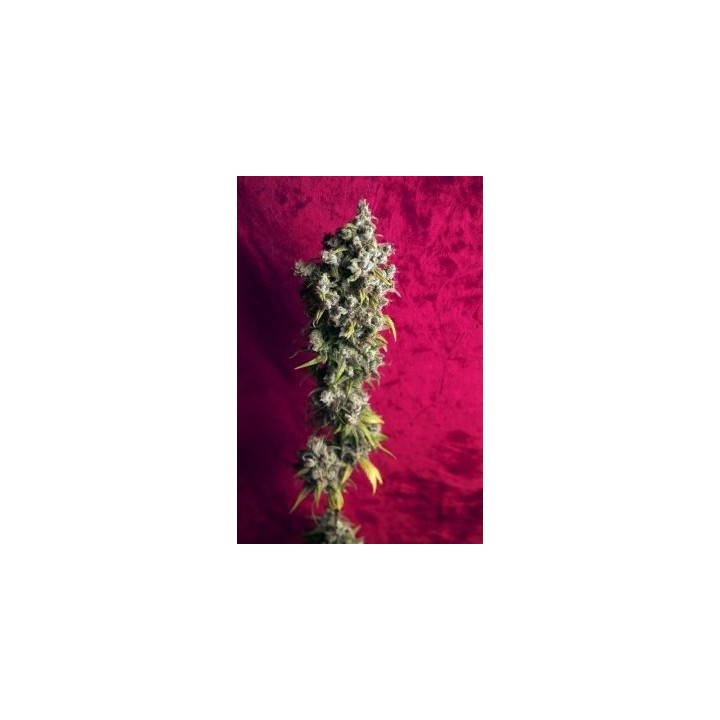 Respect Regular de Reggae Seeds