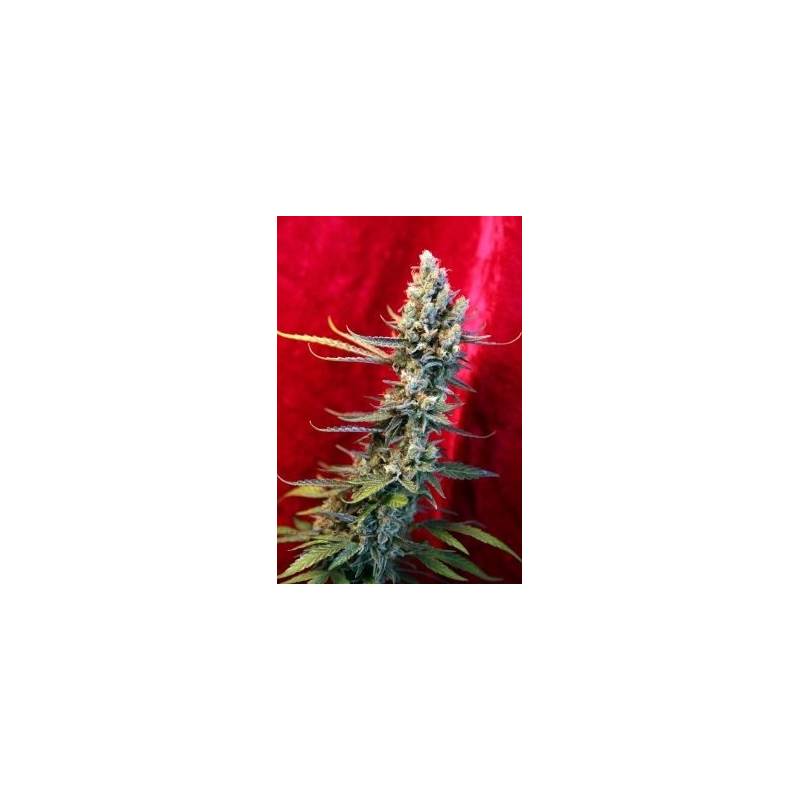 Revolution Regular de Reggae Seeds