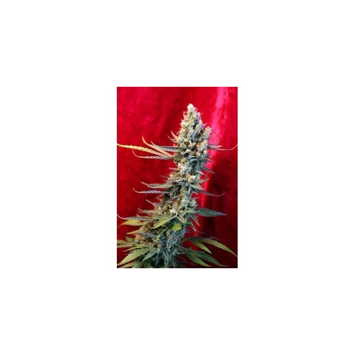 Revolution Regular de Reggae Seeds