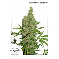 White Widow X The Ultimate Regular Feminizada de Dutch Passion