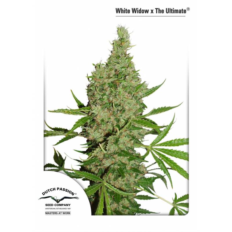 White Widow X The Ultimate Regular Feminizada de Dutch Passion White Widow X The Ultimate Regular Feminizada de Dutch Passion