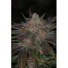 Ripped Buddha Regular de Tga-Subcool