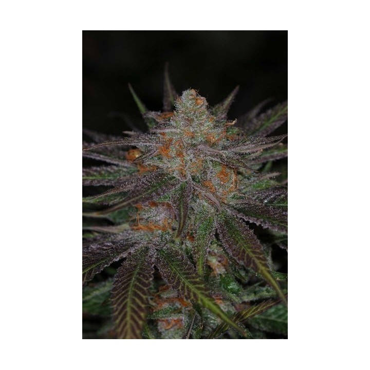 Ripped Buddha Regular de Tga-Subcool