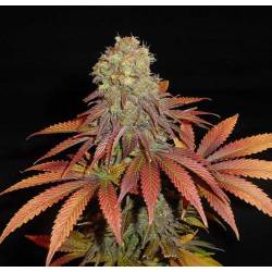 Rockbud Feminizada de Soma Seeds