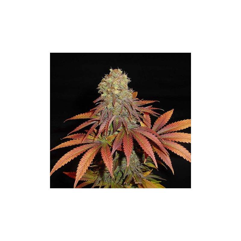 Rockbud Feminizada de Soma Seeds