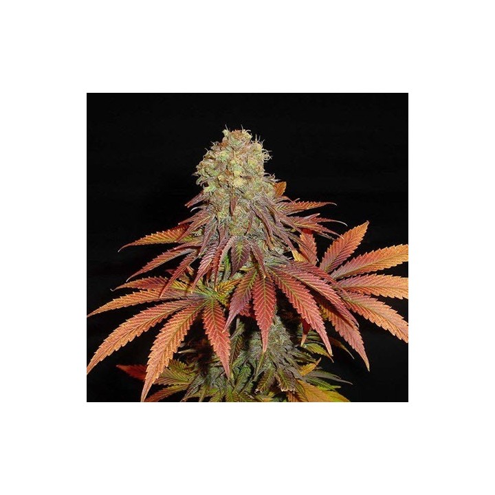 Rockbud Feminizada de Soma Seeds