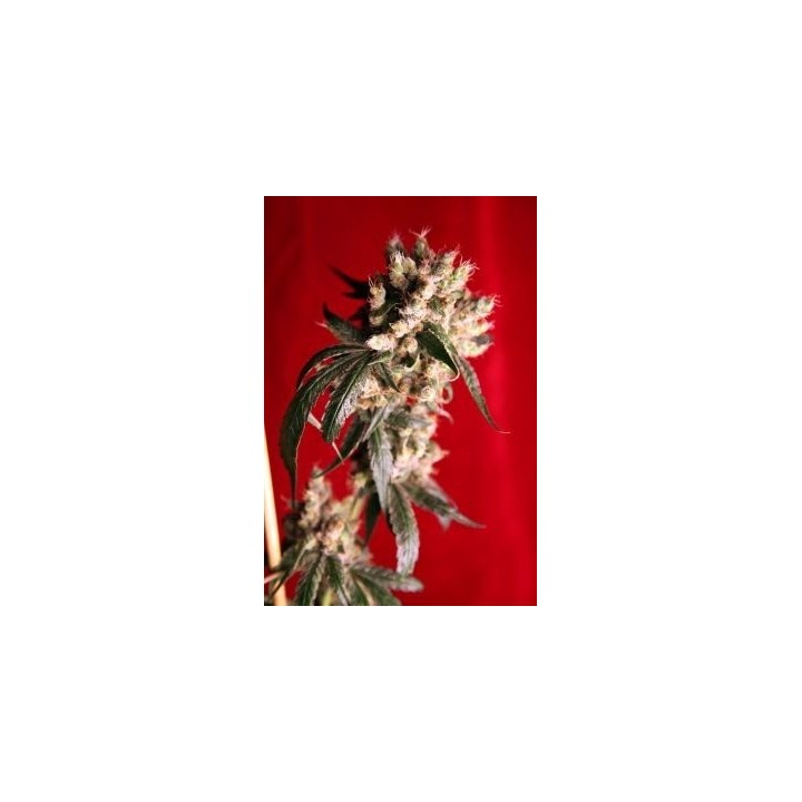 Roots Regular de Reggae Seeds