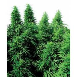 Ruderalis Skunk Regular de Sensi Seeds