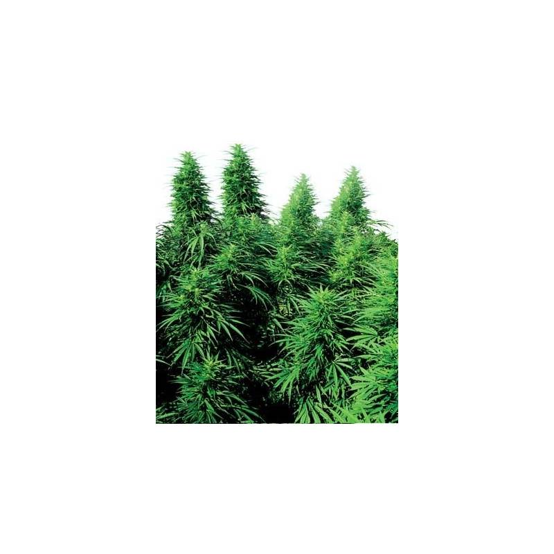 Ruderalis Skunk Regular de Sensi Seeds