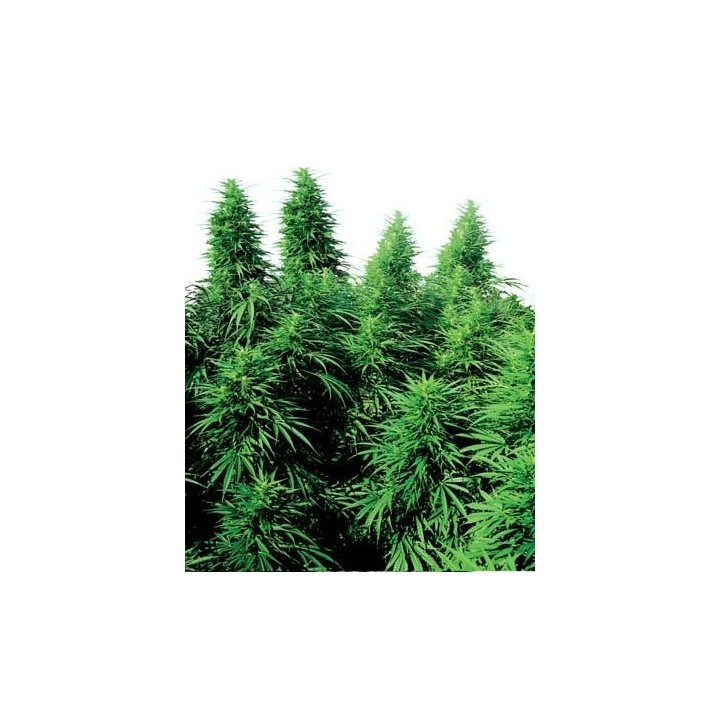 Ruderalis Skunk Regular de Sensi Seeds