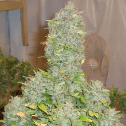 Russian Rocket Fuel Feminizada de Short Stuff Seeds