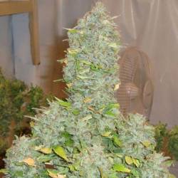 Russian Rocket Fuel Feminizada de Short Stuff Seeds