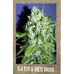 Sativa Des Rois Feminizada