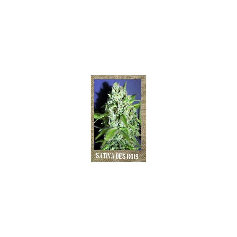 Sativa Des Rois Feminizada de French Touch Seeds