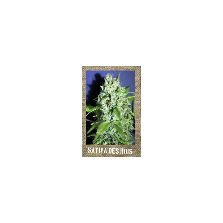Sativa Des Rois Feminizada de French Touch Seeds