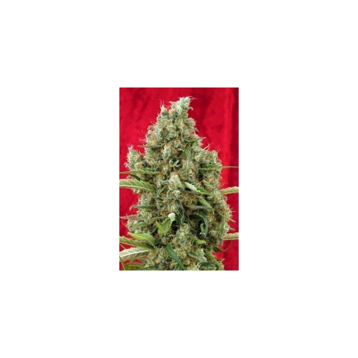 Session Regular de Reggae Seeds