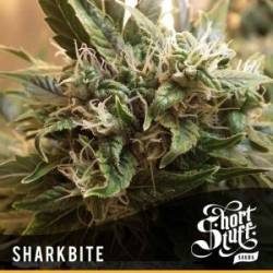 Sharkbite Feminizada de Short Stuff Seeds