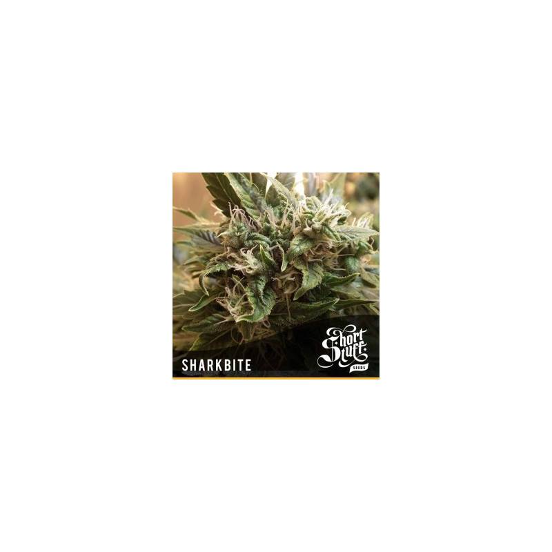 Sharkbite Feminizada de Short Stuff Seeds