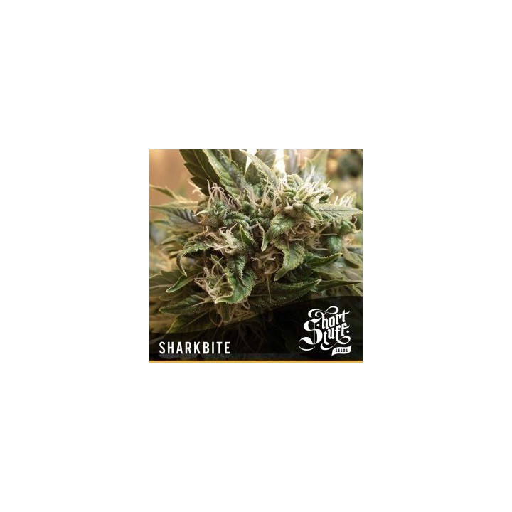 Sharkbite Feminizada de Short Stuff Seeds