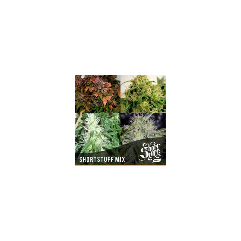 Short Stuff Mix Regular de Short Stuff Seeds