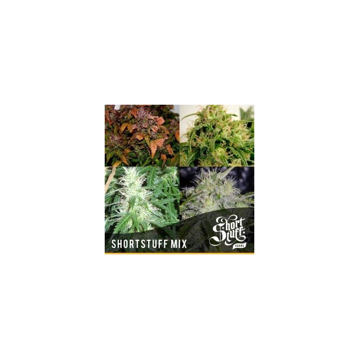 Short Stuff Mix Regular de Short Stuff Seeds