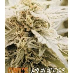 Skyflight Regular de Owl's Productions Seeds