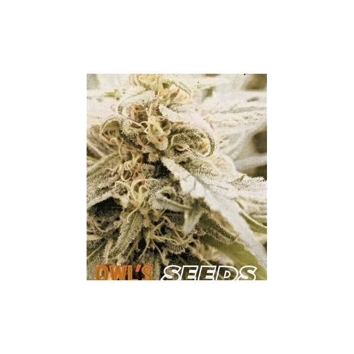 Skyflight Regular de Owl's Productions Seeds