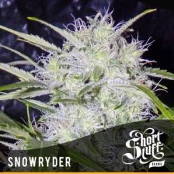 Snowryder Autofloreciente Feminizada de Short Stuff Seeds