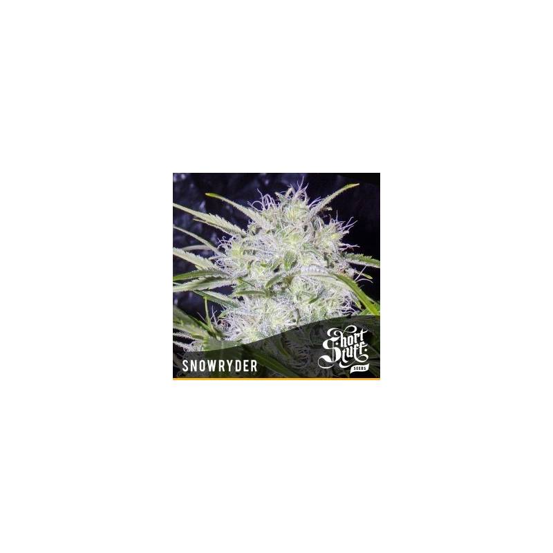 Snowryder Autofloreciente Feminizada de Short Stuff Seeds