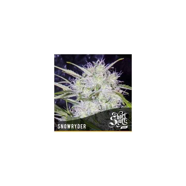 Snowryder Autofloreciente Feminizada de Short Stuff Seeds