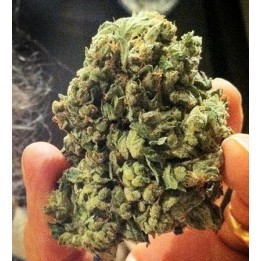 So G Kush Feminizada de Soma Seeds