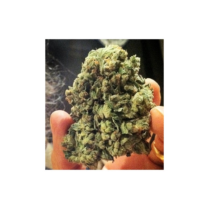 So G Kush Feminizada de Soma Seeds