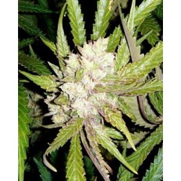 Sogouda Feminizada de Soma Seeds