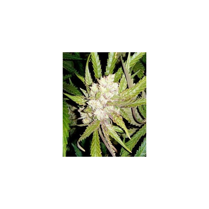 Sogouda Feminizada de Soma Seeds
