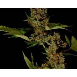 Soma Salad Feminizada de Soma Seeds