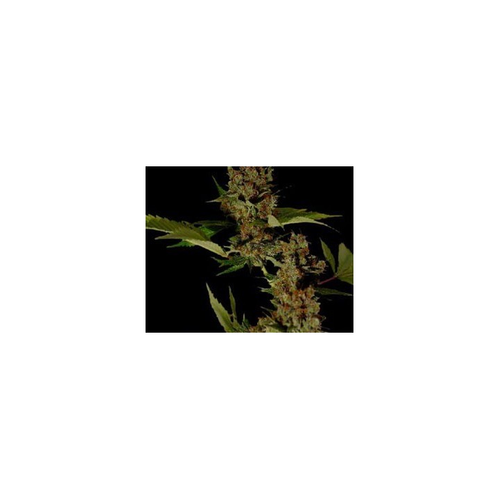 Soma Salad Feminizada de Soma Seeds